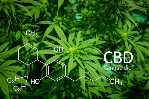 Nahaufnahme von grünen Cannabispflanzen, deren Blätter deutlich zu erkennen sind. Darüber ist ein chemisches Diagramm und der Text „CBD Cannabidiol“ zu sehen, der CBD, eine in Cannabis vorkommende Verbindung, hervorhebt.